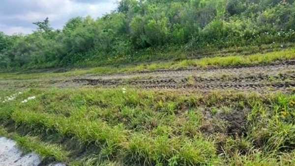 Grassy roadside with muddy tire tracks along a dirt path, bordered by dense green trees under a cloudy sky.