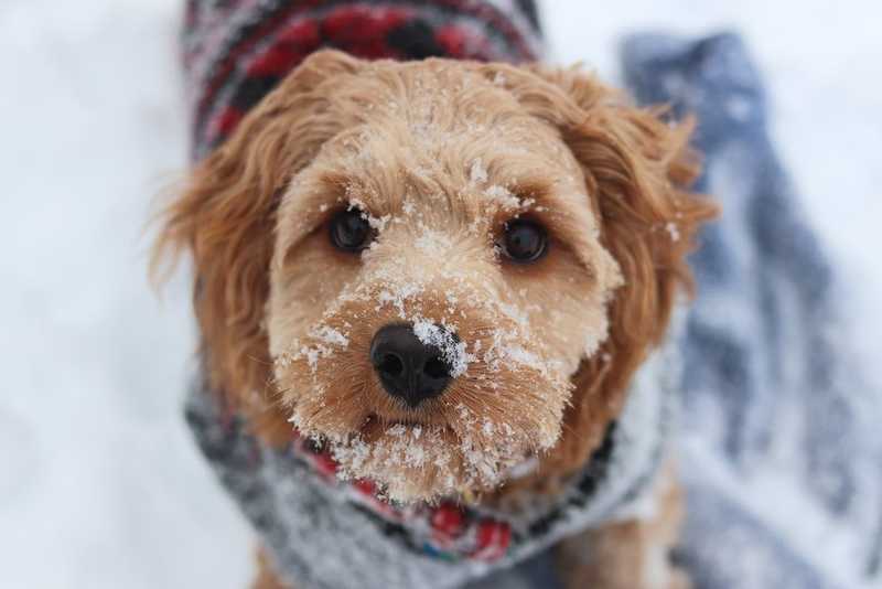 brown long coated dog wearing blue and red sweater